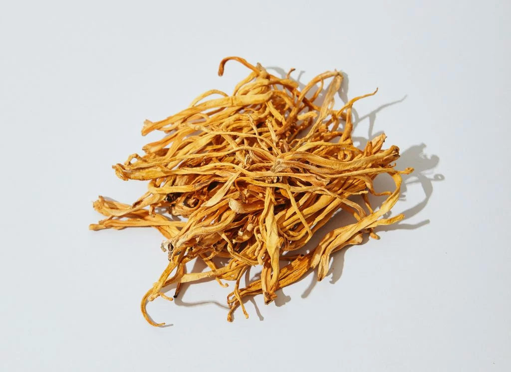 Cordyceps Health Benefits